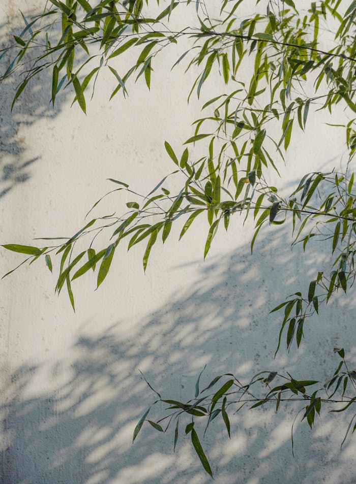 Vertical shot of bamboo leaves creating artistic shadows against a white wall.